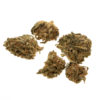 cbd-gras-harlequin-baby-buds-EU-bud_web