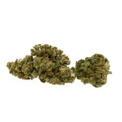 gras-cbd-premium-sweet-melon_web